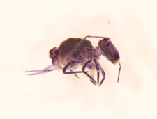 Pthenotrix setosa