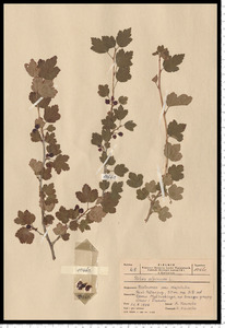Ribes alpinum L.