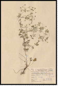 Potentilla argentea L.