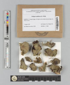 Peltigera aphthosa (L.) Willd.