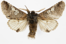 Diloba caeruleocephala