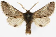 Diloba caeruleocephala