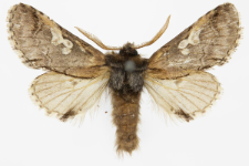 Diloba caeruleocephala