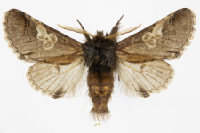 Diloba caeruleocephala