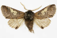 Diloba caeruleocephala