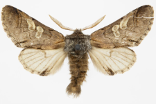Diloba caeruleocephala