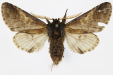 Diloba caeruleocephala