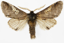 Diloba caeruleocephala
