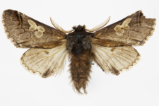 Diloba caeruleocephala