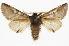 Diloba caeruleocephala