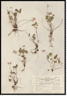 Viola canina L.