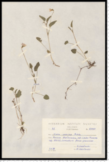 Viola canina L.