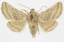 Megalodes eximia