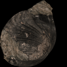 Spindle whorl (fragment) [3D]