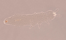 Mesaphorura macrochaeta