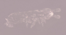 Onychiuridae sp.