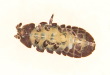 Tetradontophora bielanensis