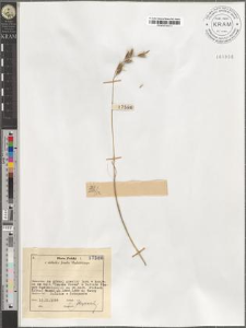 Avenastrum versicolor (Vill.) Fritsch