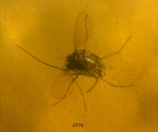 Psychodidae