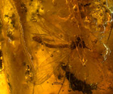 Limoniidae (Limnophilinae)