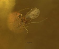 Cecidomyiidae