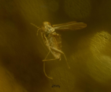 Diptera