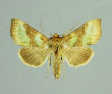 Diachrysia chrysitis (Linnaeus, 1758)
