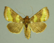 Diachrysia chrysitis (Linnaeus, 1758)