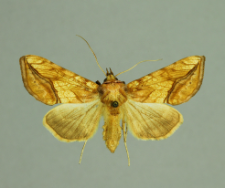 Panchrysia aurea (Hübner, 1803)