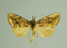 Lamprotes c-aureum (Knoch, 1781)