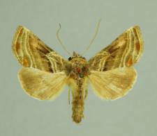Euchalcia modestoides Poole, 1989