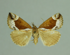 Hypena crassalis (Fabricius, 1787)