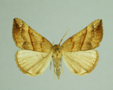 Hypena proboscidalis (Linnaeus, 1758)