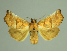 Scoliopteryx libatrix (Linnaeus, 1758)