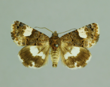 Tyta luctuosa (Denis & Schiffermüller, 1775)