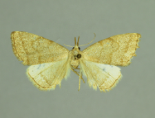 Pechipogo strigillata (Linnaeus, 1758)