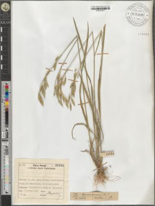 Bromus arvensis L.