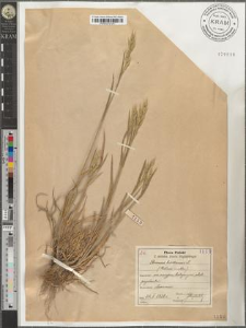 Bromus hordaceus L.