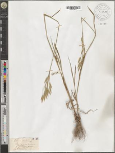 Bromus secalinus L.