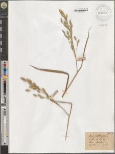 Bromus secalinus L.