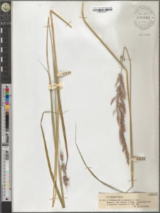 Calamagrostis arundinacea (L.) Rost.