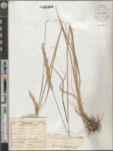 Calamagrostis arundinacea (L.) Roth var. typica Podpĕra