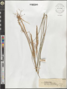Calamagrostis arundinacea Roth.
