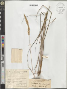 Calamagrostis arundinacea (L.) Roth var. typica Podpĕra fo. rufescens m. > fo. viridula Mei[..?]