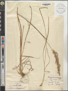 Calamagrostis arundinacea (L.) Roth var. typica Podpĕra fo. colorata Litw.