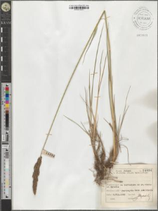 Calamagrostis neglecta (Ehrh.) P. B.