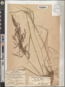Calamagrostis pseudophragmites (Hall) Bmg. subsp. laxa Podpĕra var. grandiflora mihi