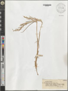 Calamagrostis villosa (Chaix.) Mut.