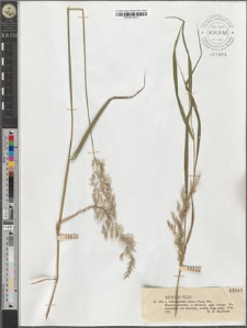 Calamagrostis villosa (Chaix) Mut.