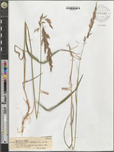 Calamagrostis villosa var. Carpatica Zapałowicz